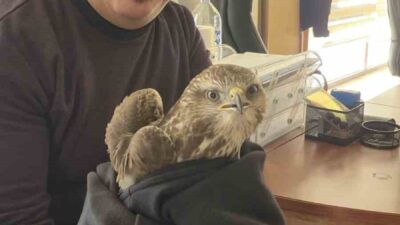 Hatay’da vatandaş tarafından yaralı halde bulunan şahin ekiplere teslim edildi.