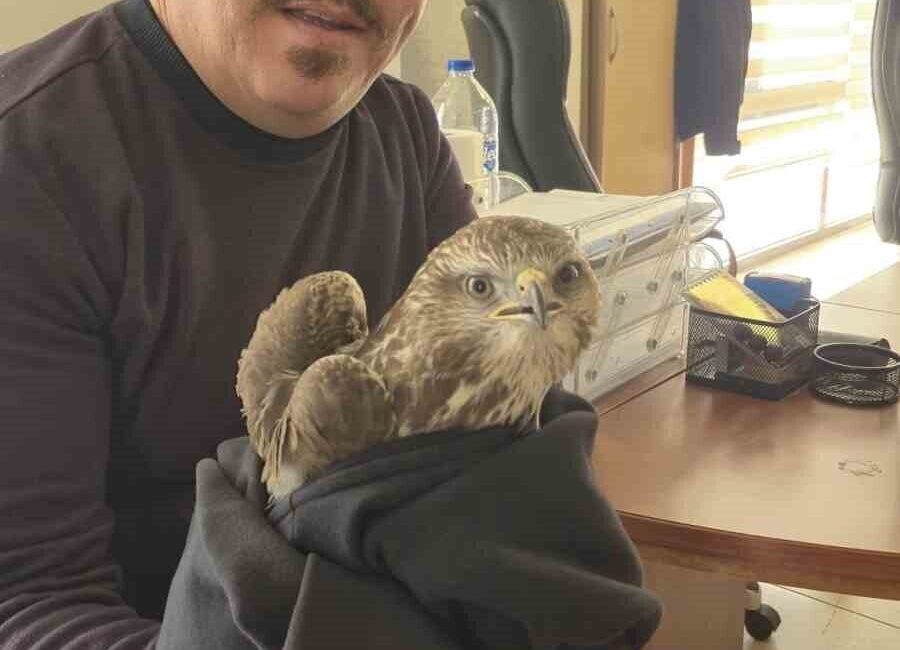 Hatay’da vatandaş tarafından yaralı halde bulunan şahin ekiplere teslim edildi.