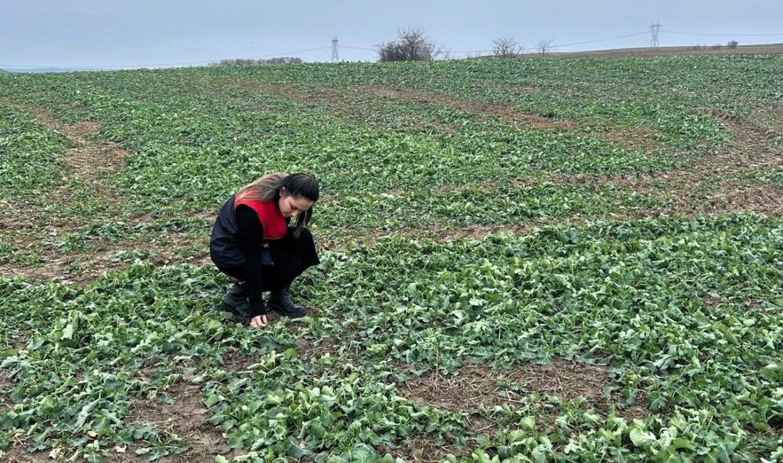 Kırklareli’nin Pehlivanköy ilçesinde çiftçinin anıza kanola ekimi yaptığı arazisinde bitkinin