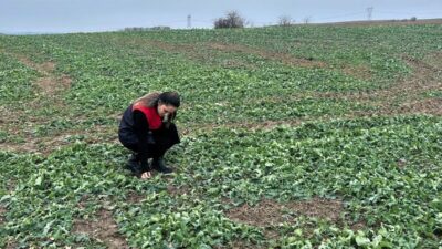 Kırklareli’nin Pehlivanköy ilçesinde çiftçinin anıza kanola ekimi yaptığı arazisinde bitkinin
