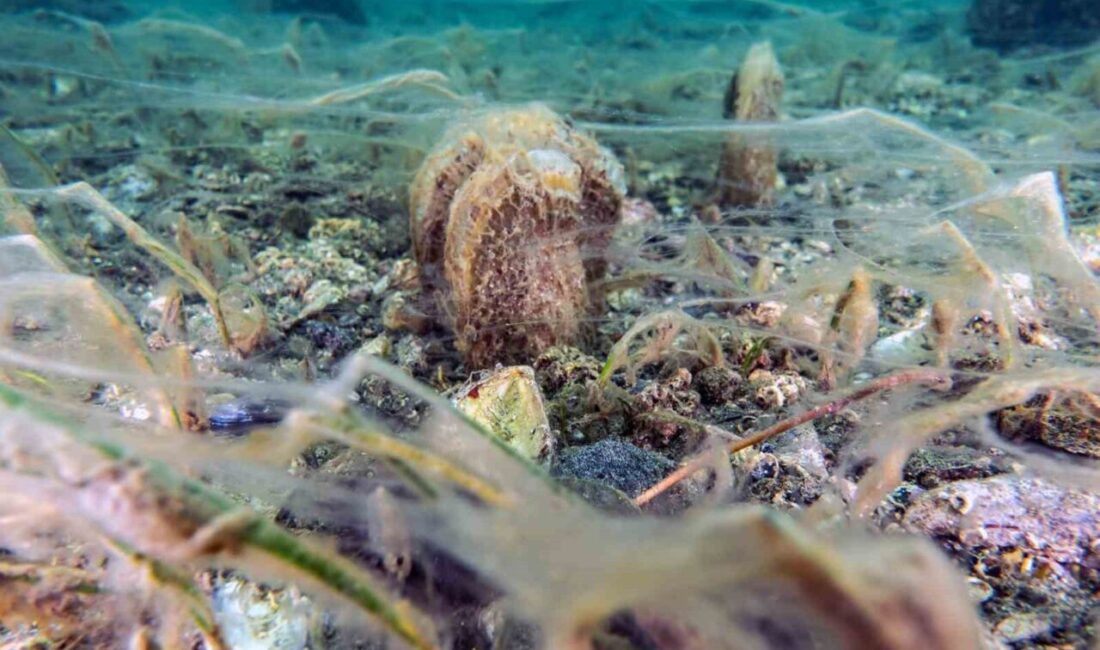 Bandırma Onyedi Eylül Üniversitesi Denizcilik Fakültesi Öğretim Üyesi Prof. Dr.