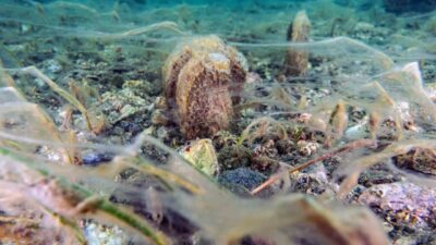 Bandırma Onyedi Eylül Üniversitesi Denizcilik Fakültesi Öğretim Üyesi Prof. Dr.