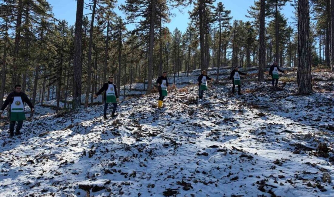Saimbeyli Orman İşletme Müdürlüğü, “Karaçam Doğal Gençleştirme Programı” kapsamında, ilçede