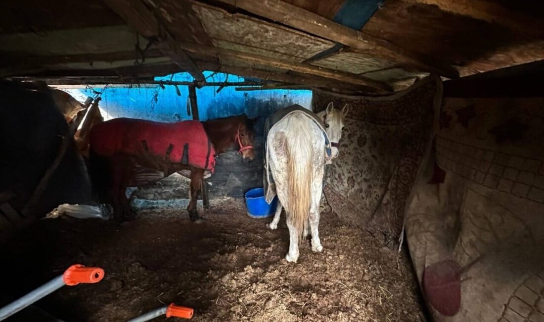 Sakarya’nın Erenler ilçesinde otoyolun kenarına atılan hayvan kemiklerinin izini süren