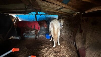 Sakarya’nın Erenler ilçesinde otoyolun kenarına atılan hayvan kemiklerinin izini süren