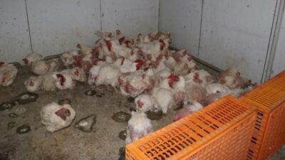 Sakarya’nı Taraklı ilçesinde mevzuata aykırı üretim yapan tavuk çiftliğinde ölü