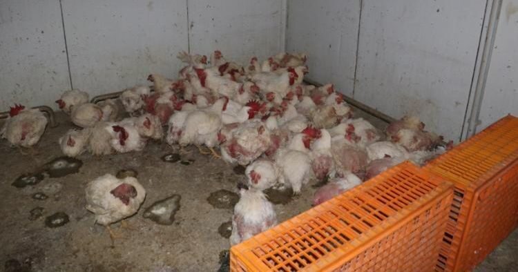 Sakarya’nı Taraklı ilçesinde mevzuata aykırı üretim yapan tavuk çiftliğinde ölü