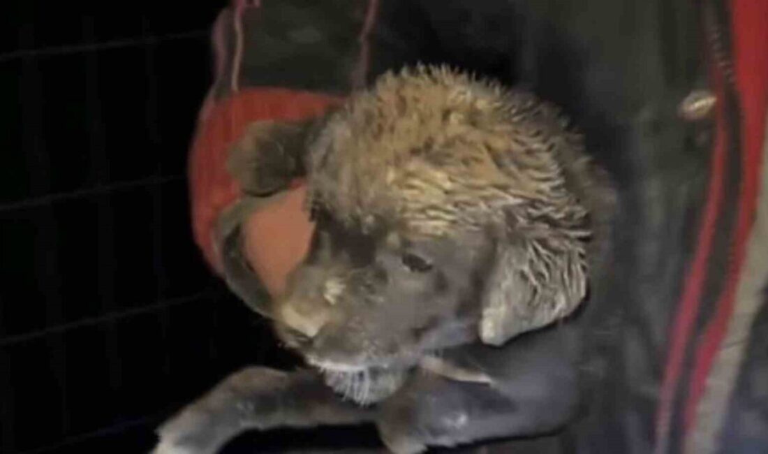 Samsun Büyükşehir Belediyesi zabıta ekipleri çukura düşen bir yavru köpeği