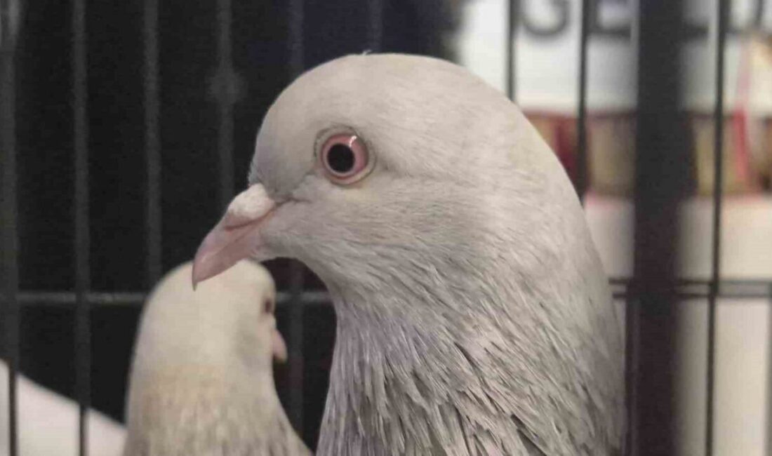 SAMSUN (İHA) – Samsun Güvercin Yetiştiricileri ve Serinofil Derneği, sezon