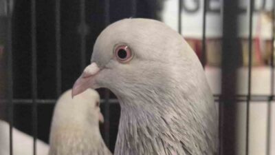 SAMSUN (İHA) – Samsun Güvercin Yetiştiricileri ve Serinofil Derneği, sezon