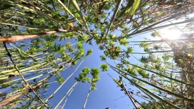 Samsun’da lif ve tohum amaçlı kenevir üretimi izne tabi olarak