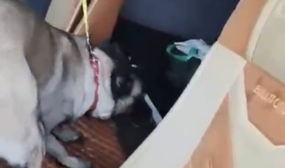 Samsun’da narkotik ekiplerince uyuşturucu madde sevkiyatına yönelik düzenlenen operasyonda bir