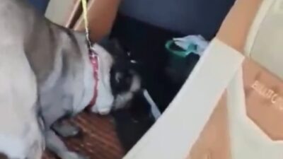 Samsun’da narkotik ekiplerince uyuşturucu madde sevkiyatına yönelik düzenlenen operasyonda bir