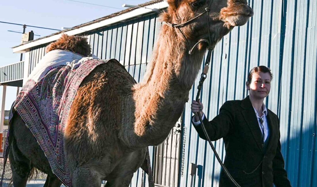 ABD ’de hayatini kaybeden sanatçı Mertcan Türkoğlu, son eseri olan
