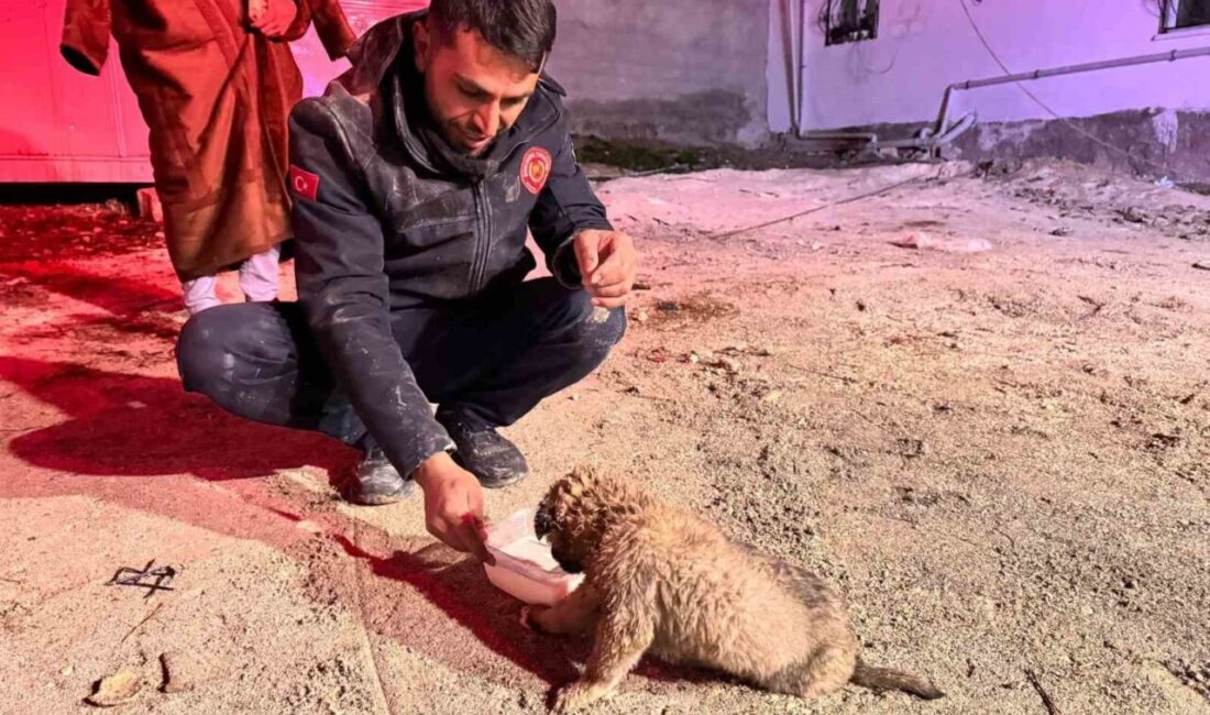 Şanlıurfa’da 20 metre derinliğindeki sondaj kuyusuna düşen yavru köpek, itfaiye