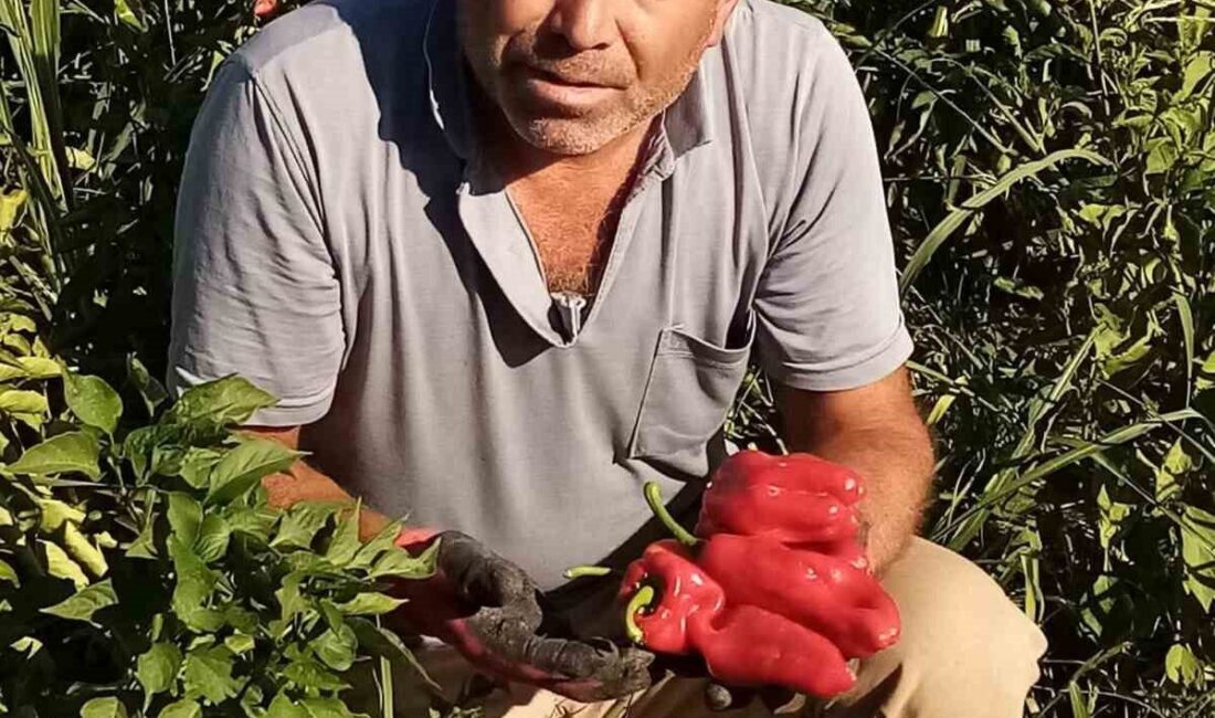 Şanlıurfa’nın Eyyübiye ilçesinde apartmanın 4’üncü katında asansöre binmek isteyen servis