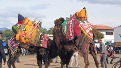 Ülke genelinde yaşanan şap hastalığı nedeniyle şehirlerarası hayvan taşımacılığının Tarım