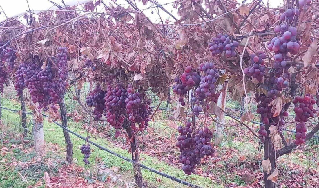 Manisa’nın Sarıgöl ilçesinde bir üzüm üreticisi, 2025 yılı Red Globe