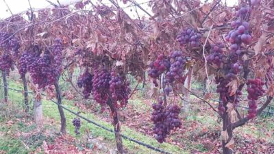 Manisa’nın Sarıgöl ilçesinde bir üzüm üreticisi, 2025 yılı Red Globe