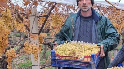Manisa’nın Sarıgöl ilçesine bağlı Aşağıkoçaklar Mahallesi’nde üzüm üreticisi Musa Topdemir,