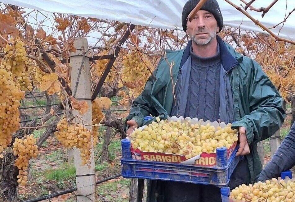 Manisa’nın Sarıgöl ilçesine bağlı Aşağıkoçaklar Mahallesi’nde üzüm üreticisi Musa Topdemir,