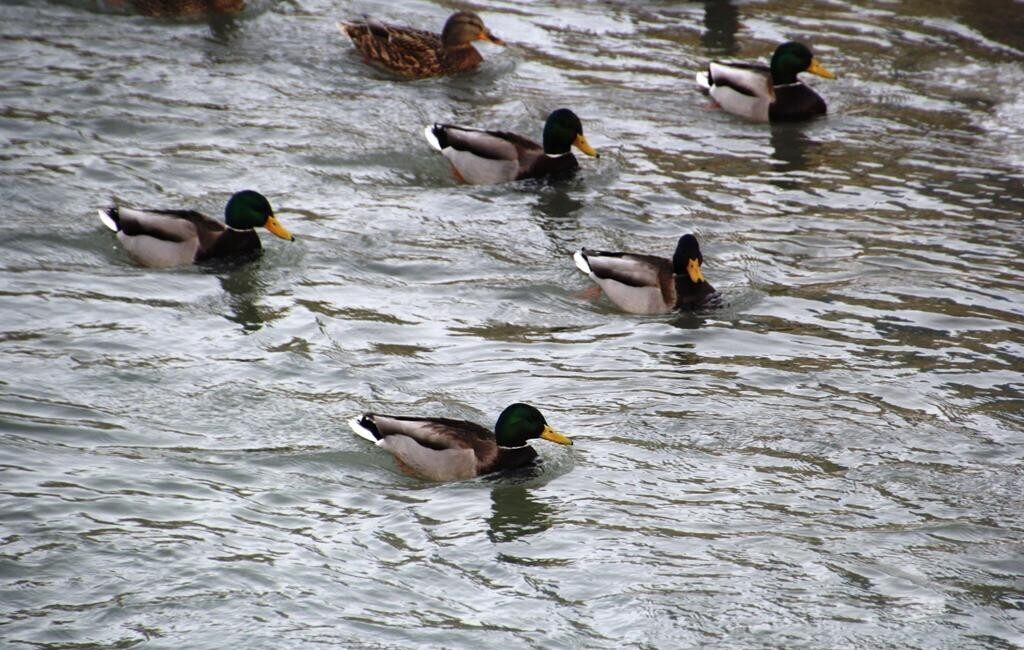 Sibirya ve Rusya’dan göç eden yeşilbaşlı ördekler, kış aylarında Bayburt’tan