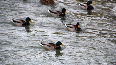 Sibirya ve Rusya’dan göç eden yeşilbaşlı ördekler, kış aylarında Bayburt’tan