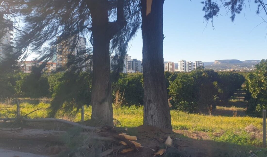 Mersin’in Erdemli ilçesinde şiddetli rüzgar nedeniyle kırılan ağaç yola devrildi,