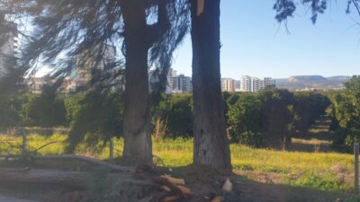 Mersin’in Erdemli ilçesinde şiddetli rüzgar nedeniyle kırılan ağaç yola devrildi,