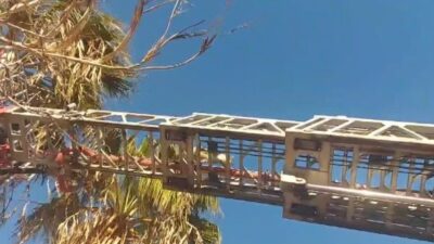 Mersin’in Silifke ilçesinde günlerdir bir palmiye ağacının tepesinde mahsur kalan