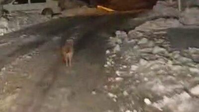 Adıyaman’ın Sincik ilçesinde kurt görüntülendi. Sincik ilçesine bağlı Alancık Köyü’nde