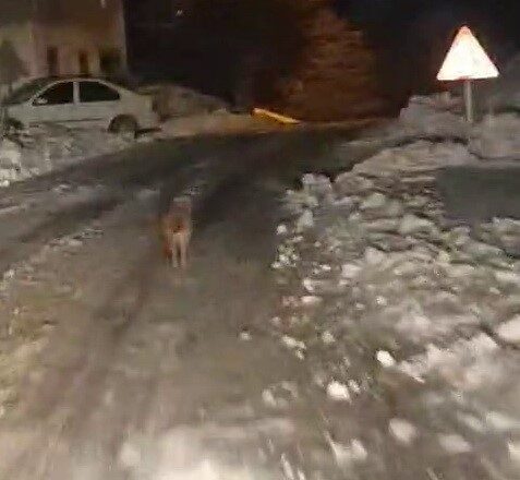Adıyaman’ın Sincik ilçesinde kurt görüntülendi. Sincik ilçesine bağlı Alancık Köyü’nde