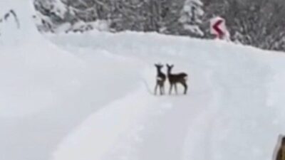 Sinop’un Türkeli ilçesinde karla mücadele çalışması yapan İl Özel İdaresi