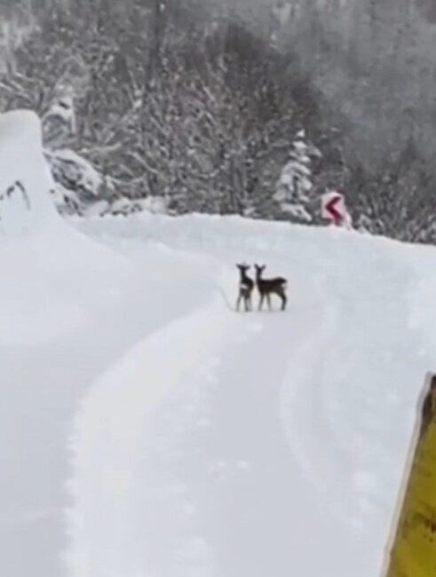 Sinop’un Türkeli ilçesinde karla mücadele çalışması yapan İl Özel İdaresi