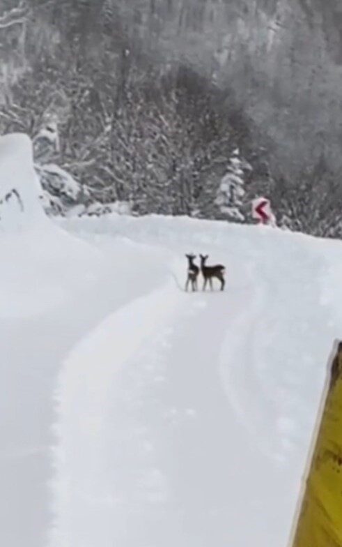 Sinop’un Türkeli ilçesinde karla mücadele çalışması yapan İl Özel İdaresi