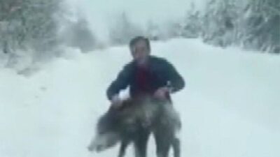 Sinop’ta bir vatandaş yaban domuzu sürüsüne dalıp eliyle yakaladı. Yavru