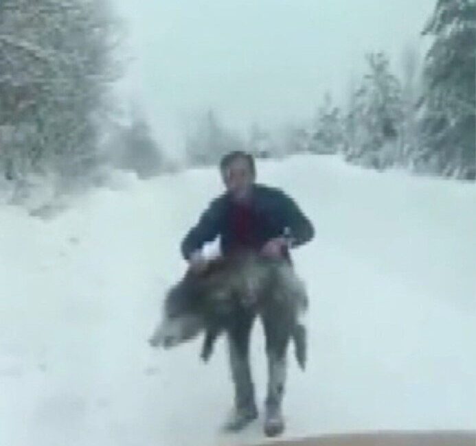 Sinop’ta bir vatandaş yaban domuzu sürüsüne dalıp eliyle yakaladı. Yavru