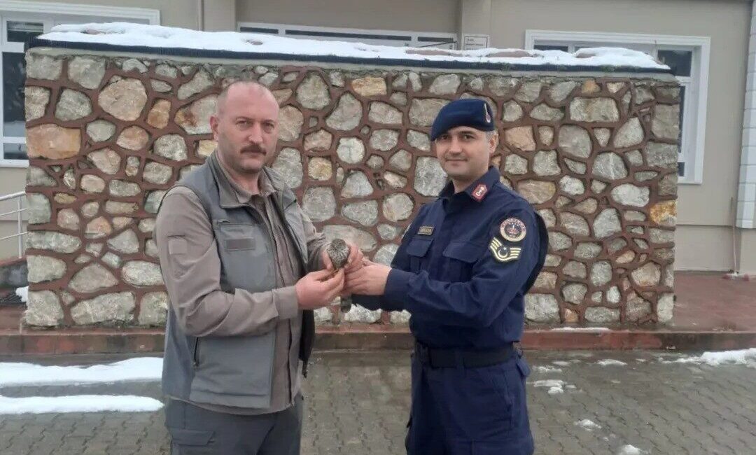 Sinop’ta jandarma ekipleri tarafından devriye sırasında yaralı halde bulunan kuş,