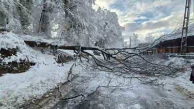 Sinop’un Türkeli ile Ayancık ilçelerini birbirine bağlayan kara yolunda ağaç