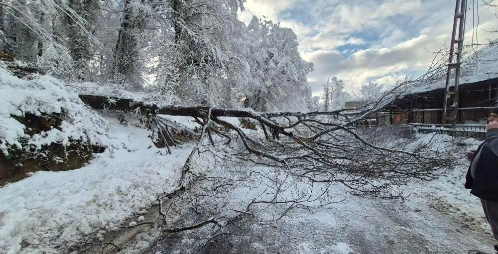Sinop’un Türkeli ile Ayancık ilçelerini birbirine bağlayan kara yolunda ağaç