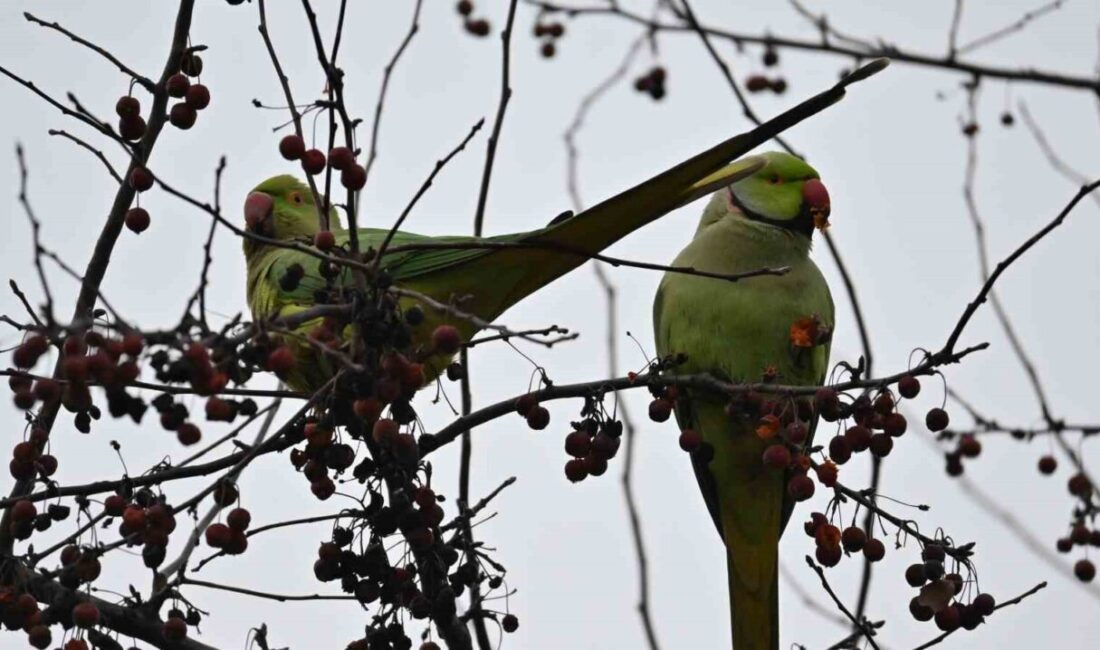 Tepebaşı ilçesinde bir süredir aynı parkta görülen ve ağaçlardaki meyvelerle