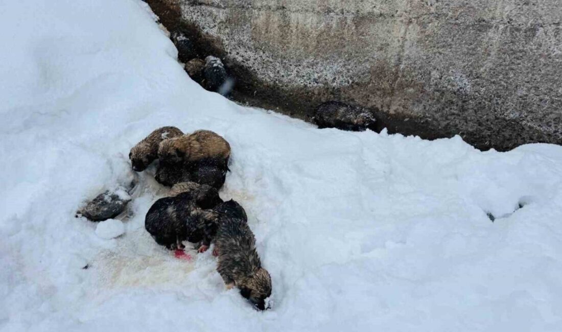 Şırnak’ın Beytüşşebap ilçesinde donmak üzere olan 12 köpek yavrusu son