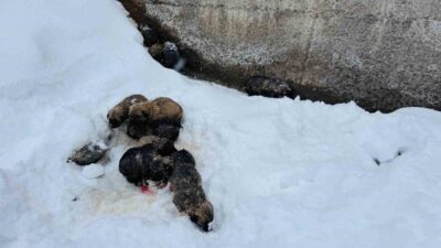 Şırnak’ın Beytüşşebap ilçesinde donmak üzere olan 12 köpek yavrusu son