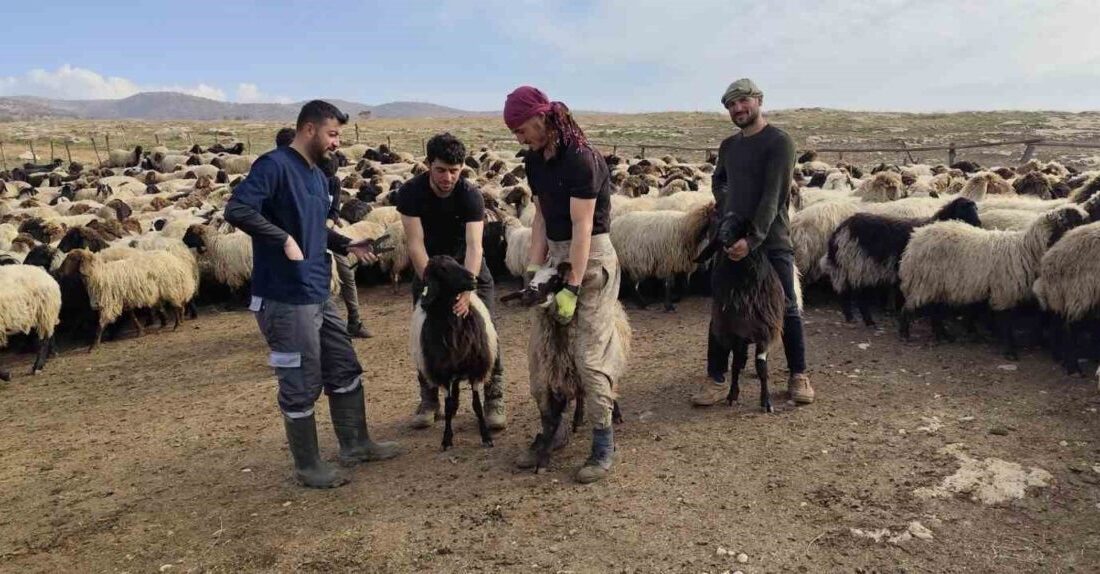 Şırnak’ta hayvancılık sektörünün güçlendirilmesi amacıyla 2025 yılı boyunca yürütülen çalışmalar,