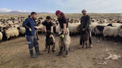 Şırnak’ta hayvancılık sektörünün güçlendirilmesi amacıyla 2025 yılı boyunca yürütülen çalışmalar,