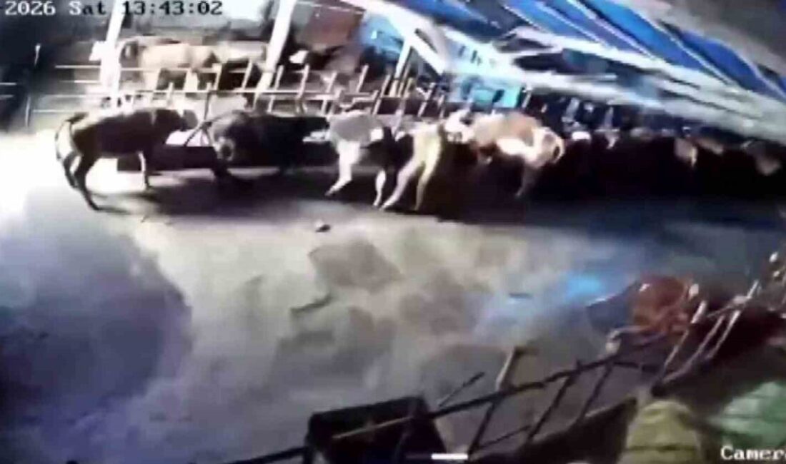 Sivas’ın Altınyayla ilçesinde bir ahırın çatısı kar kütlesinin ağırlığına dayanamayarak