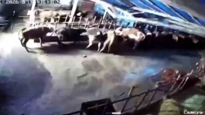 Sivas’ın Altınyayla ilçesinde bir ahırın çatısı kar kütlesinin ağırlığına dayanamayarak