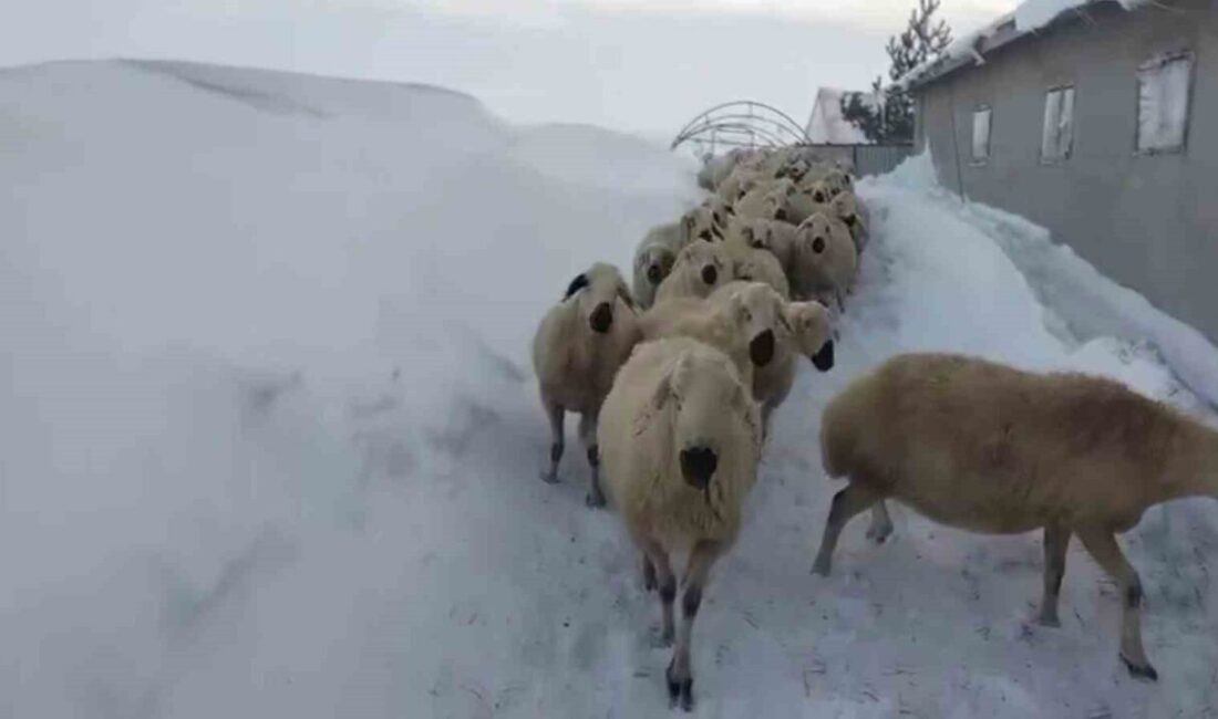Sivas’ta kar kalınlığı yer yer 2 metreyi aştı, sert kış