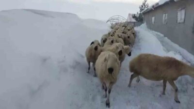 Sivas’ta kar kalınlığı yer yer 2 metreyi aştı, sert kış