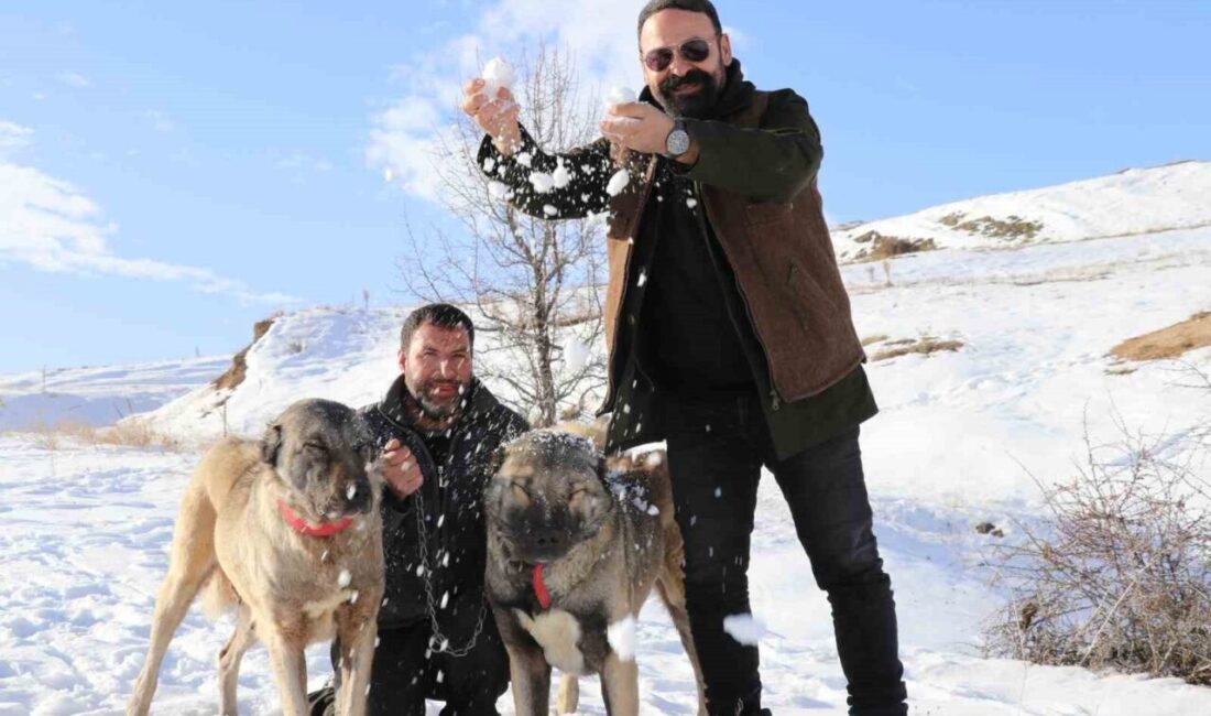 Kış aylarının gelişiyle birlikte kar ve soğuk havayla buluşan Kangal